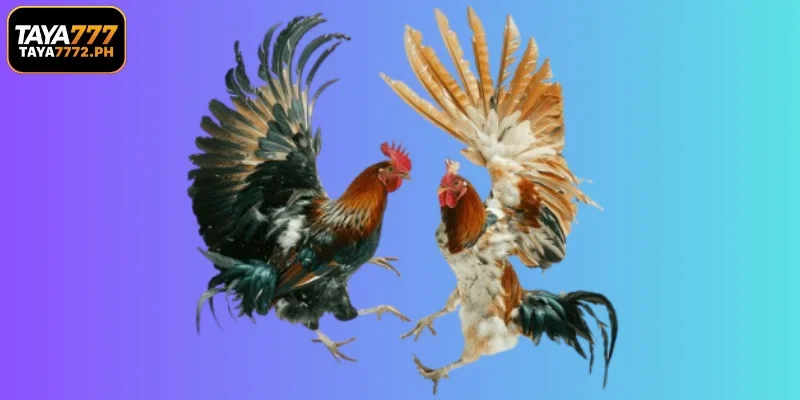 Advantages of Esabong Betting at TAY777